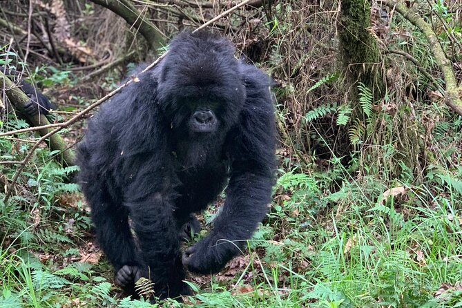 3 Day Gorilla Trekking Luxury Safari in Uganda - Fitness, packing, and daily comfort