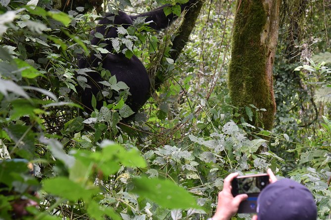 3-Day Gorilla Trekking safari in Bwindi Impenetrable Forest - Day 1: From Entebbe to Bwindi through Mbarara