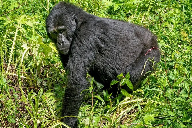 3-Day Gorilla Trekking safari in Bwindi Impenetrable Forest - Day 3: The nine-hour return to Entebbe
