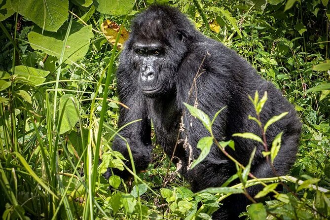 3-Day Gorilla Trekking safari in Bwindi Impenetrable Forest - What the $1,900 price really covers