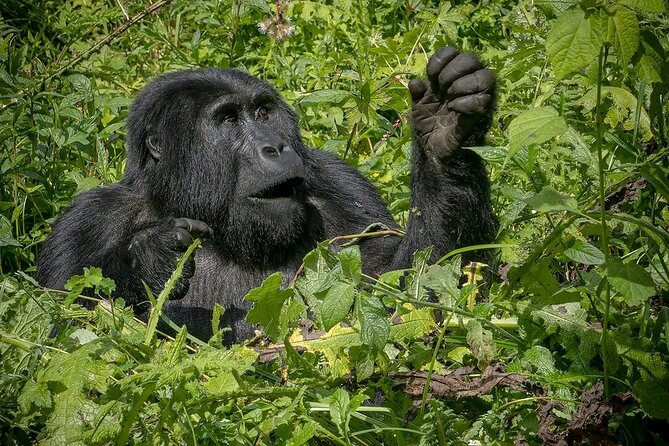 3-Day Gorilla Trekking safari in Bwindi Impenetrable Forest - Comfort, communication, and guide support