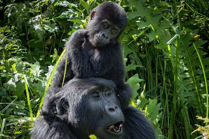 3-Day Gorilla Trekking safari in Bwindi Impenetrable Forest - Who should book this Bwindi safari