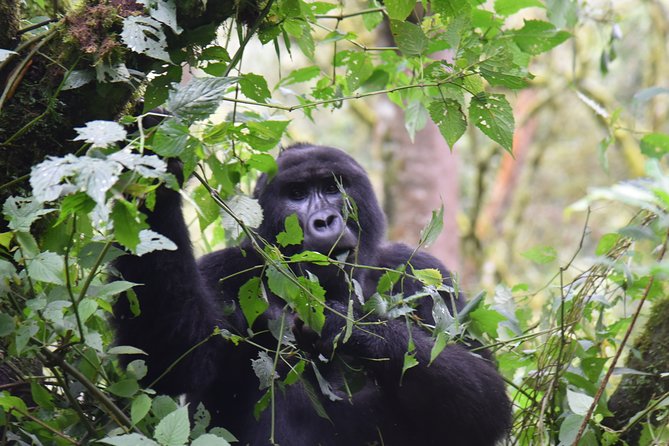 3-Day Gorilla Trekking safari in Bwindi Impenetrable Forest - Day 2: The Bwindi gorilla trek