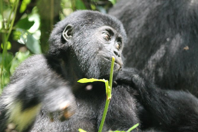 3-Day Gorillas trekking and Batwa Experience - Why this three-day Uganda trip works