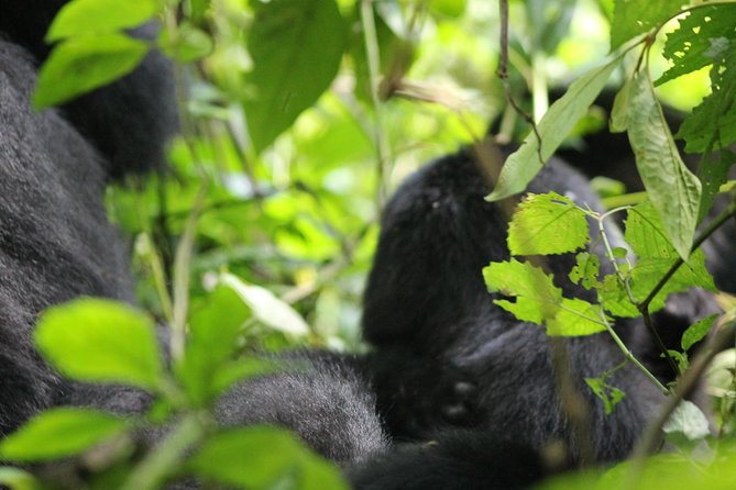 3-Day Gorillas trekking and Batwa Experience - Day two: the gorilla trek you came for
