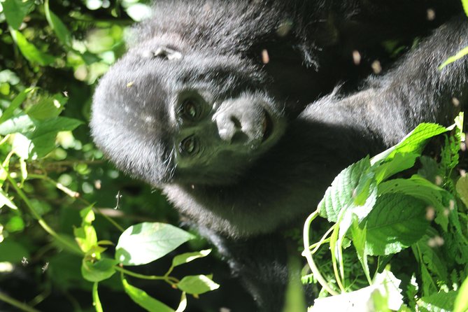 3-Day Gorillas trekking and Batwa Experience - The Batwa and village element