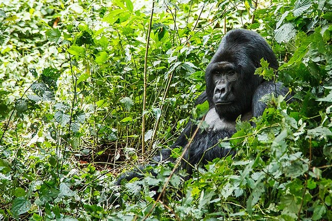 3-Day Gorillas trekking and Batwa Experience - Communication and planning details