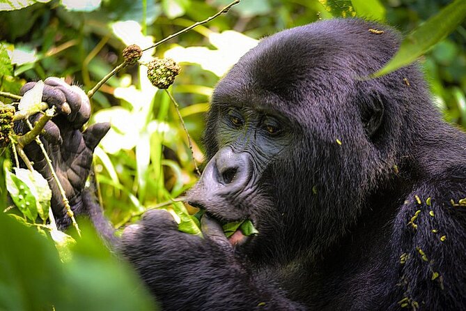 3-Day Gorillas trekking and Batwa Experience - Day one: the long road from Entebbe to Bwindi