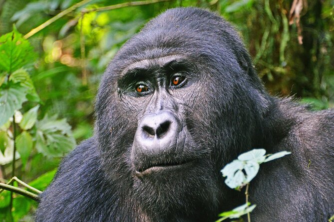 3 Day Guided Gorilla Tracking Safari At Bwindi National Park - Key points to know before you book
