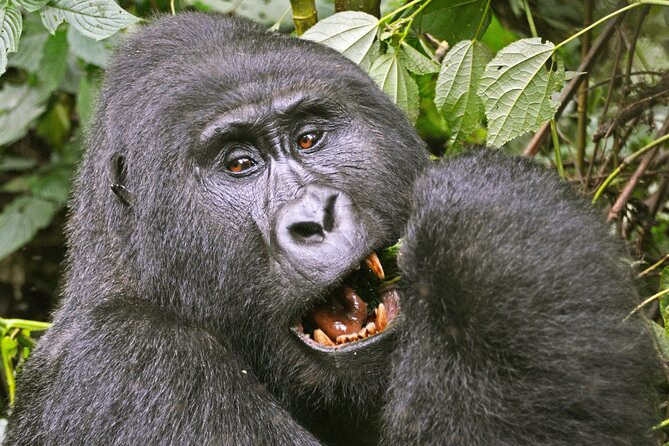 3 Day Guided Gorilla Tracking Safari At Bwindi National Park - Day 1: Kampala to Rushaga by way of Mbarara