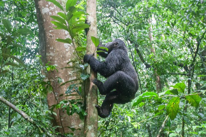 3 Day Guided Gorilla Tracking Safari At Bwindi National Park - Day 2: The gorilla search begins at 8:00 a.m.
