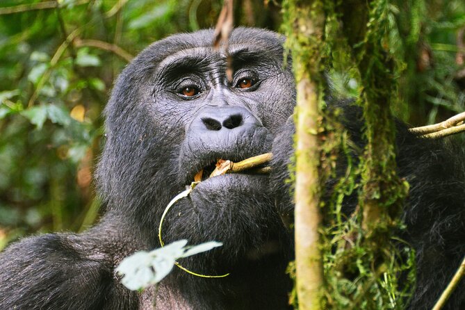 3 Day Guided Gorilla Tracking Safari At Bwindi National Park - One hour with a mountain gorilla family