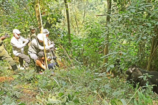 3 Day Guided Gorilla Tracking Safari At Bwindi National Park - How much value do you get for $2,320?