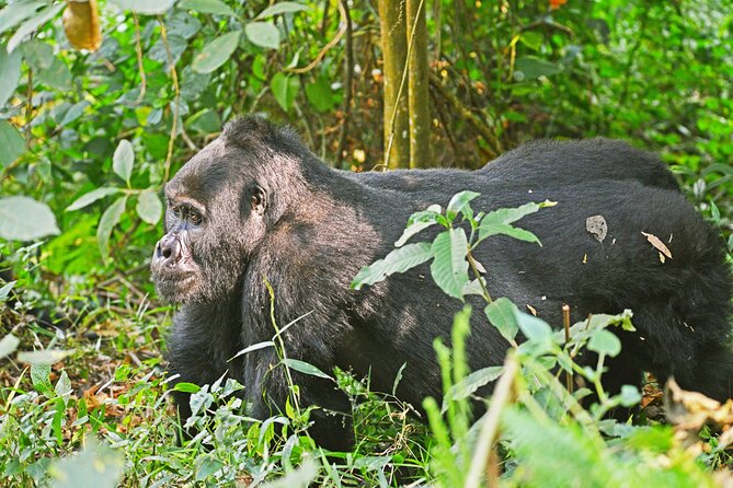 3 Day Guided Gorilla Tracking Safari At Bwindi National Park - Rushaga Gorilla Camp and the overnight pause
