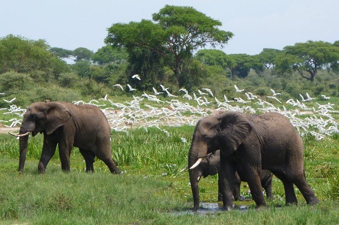 3-Day Mind Refreshing in Murchison Falls National Park - What This Three-Day Safari Really Offers