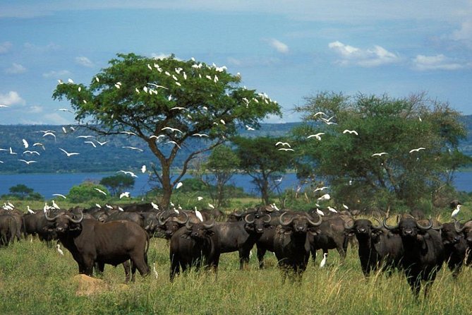3-Day Mind Refreshing in Murchison Falls National Park - Booking Details and Weather Flexibility