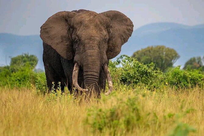 3 Day Murchison Falls' BIG 5 and Wildlife viewing Safari - The three-hour Nile cruise to the falls