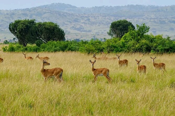 3 Day Murchison Falls' BIG 5 and Wildlife viewing Safari - What the $1,000 price includes