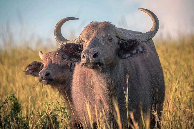 3 Day Murchison Falls' BIG 5 and Wildlife viewing Safari - Practical points that make a difference