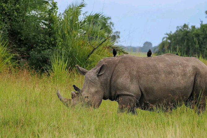 3 Day Murchison Falls' BIG 5 and Wildlife viewing Safari - Day 2: Northern-sector game drive