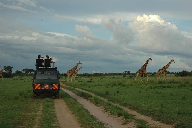 3-Day Murchison Falls National Park - Adventure Safari - Day three: Budongo Forest and the search for primates