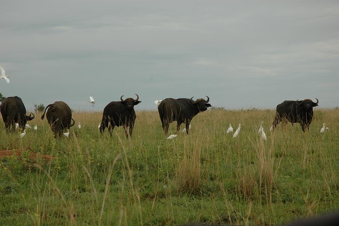 3-Day Murchison Falls National Park - Adventure Safari - Practical details before you reserve
