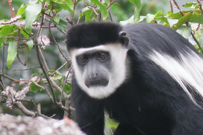 3 -Day Private Gorilla Trekking Safari in Bwindi Forest - Bakiga Lodge and the value of staying near the forest
