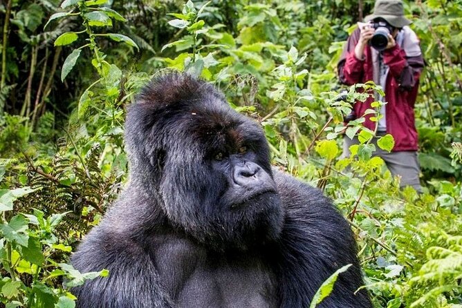 3-Day Private Guided Gorilla Trekking In Uganda - Key points to know before booking
