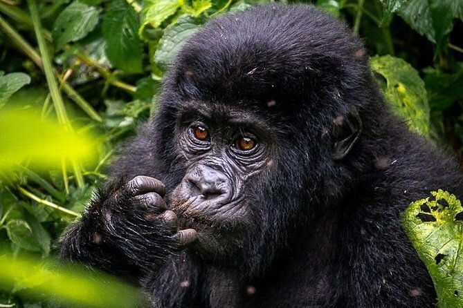 3-Day Private Guided Gorilla Trekking In Uganda - Day 2: The gorilla trek begins at 7:30