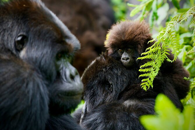 3-Day Private Guided Gorilla Trekking In Uganda - The Batwa visit gives the forest a human story
