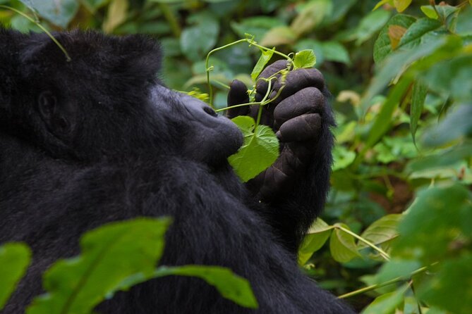 3-Day Private Guided Gorilla Trekking In Uganda - Lodge choices from luxury to budget