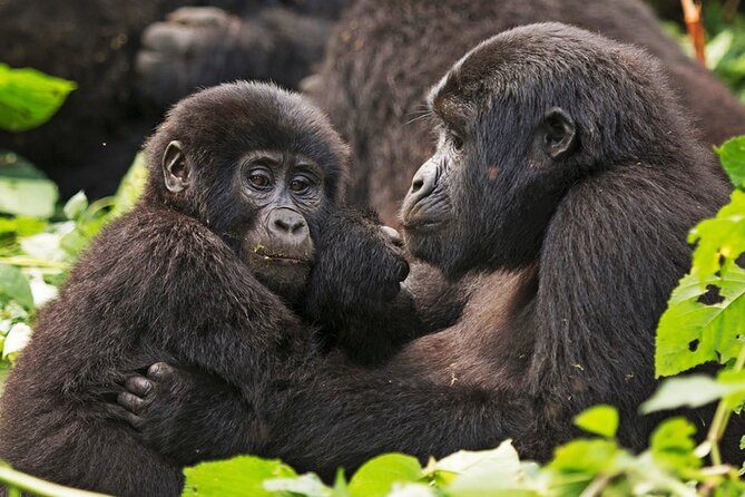 3-Day Private Guided Gorilla Trekking In Uganda - Choosing Kampala, Entebbe, or Kigali