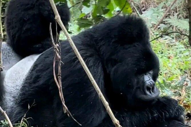 3-Day Private Guided Gorilla Trekking Uganda and Batwa Experience - Key points at a glance