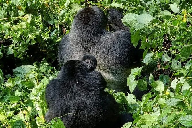 3-Day Private Guided Gorilla Trekking Uganda and Batwa Experience - Day one: the long road from Kampala to Bwindi