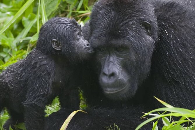 3-Day Private Guided Gorilla Trekking Uganda and Batwa Experience - The Batwa experience needs clearer planning