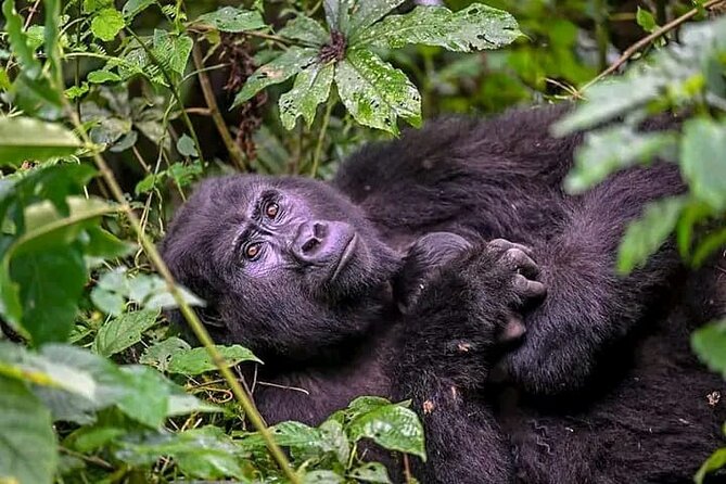 3-Day Private Guided Gorilla Trekking Uganda and Batwa Experience - What the $1,550 price appears to cover