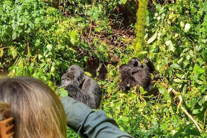 3-Day Private Guided Gorilla Trekking Uganda and Batwa Experience - Bwindi’s forest is more than a gorilla backdrop