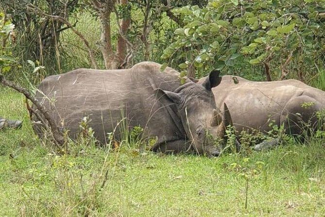 3-Day Private Safari of Murchison Falls National Park - Day 1: Kampala to rhinos and the park