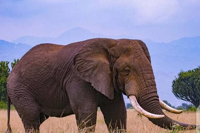 3-Day Private Safari of Murchison Falls National Park - Day 3: a final drive and the road back to Kampala