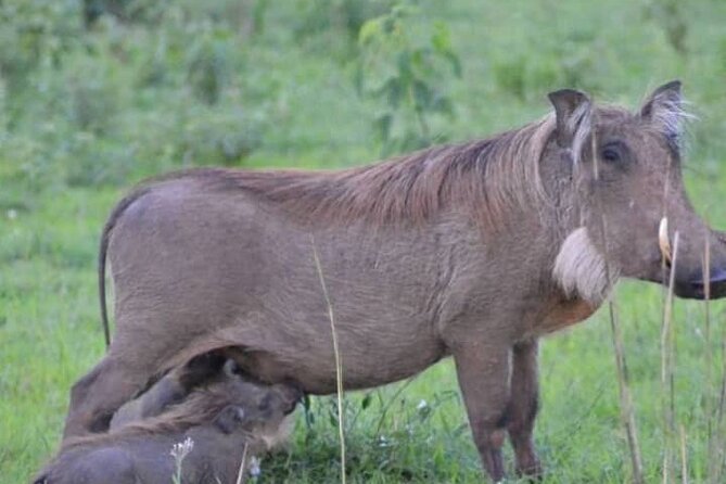 3-Day Private Safari of Murchison Falls National Park - Is $1,500 per person good value?