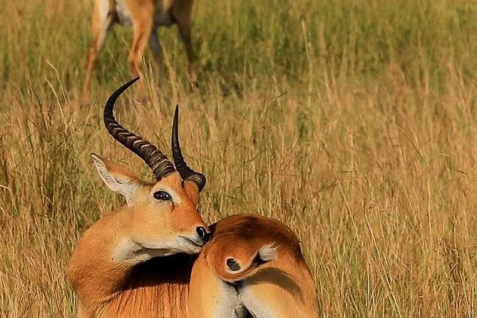 3-Day Private Safari of Murchison Falls National Park - Who should book this safari?