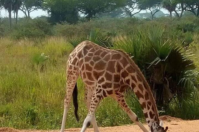 3-Day Private Safari of Murchison Falls National Park - Day 2: animals at dawn, then the Nile
