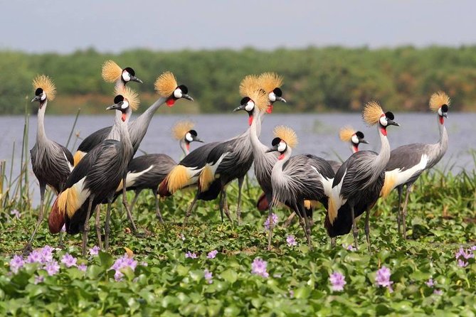 3 Day Private safari to Murchison Falls National Park with Big Five Experience - Day 1: Ziwa rhinos, Masindi, and the thunder of the falls