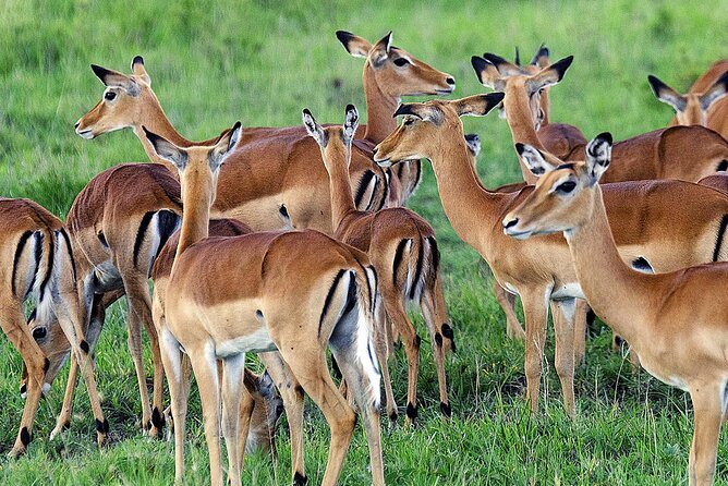 3 Day Private safari to Murchison Falls National Park with Big Five Experience - Day 3: Budongo Forest and the chimpanzee question