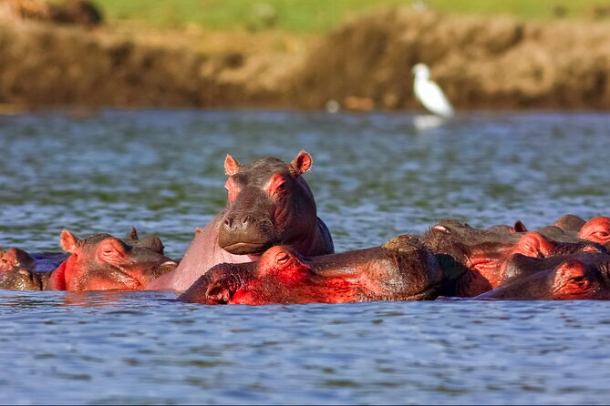3 Day Private safari to Murchison Falls National Park with Big Five Experience - The strongest parts of the experience