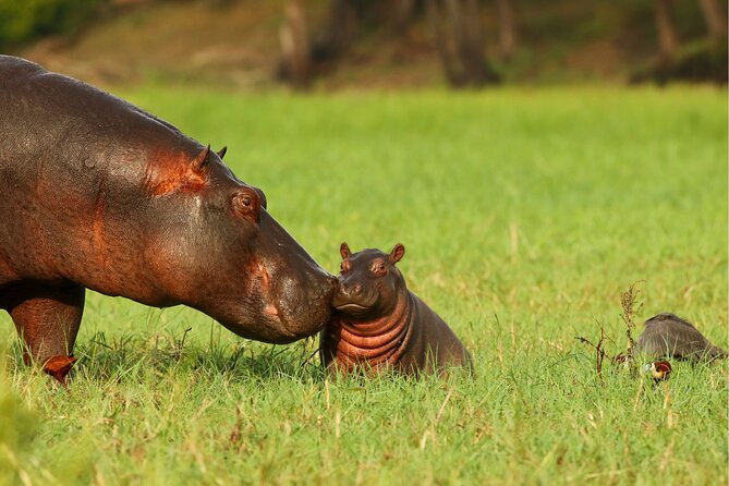 3 Day Private safari to Murchison Falls National Park with Big Five Experience - Should you book it?