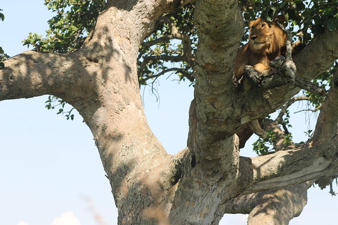 3-Day Queen Elizabeth and Chimpanzees-Join a Group! - What this three-day Uganda safari is really like