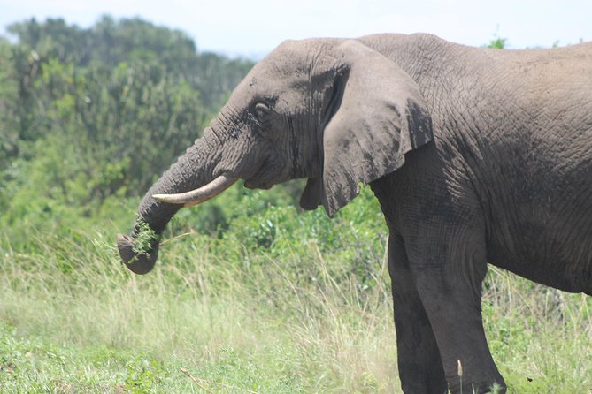 3-Day Queen Elizabeth and Chimpanzees-Join a Group! - The wildlife you may see