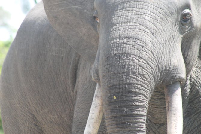 3-Day Queen Elizabeth and Chimpanzees-Join a Group! - Day 1: The long road to Queen Elizabeth National Park