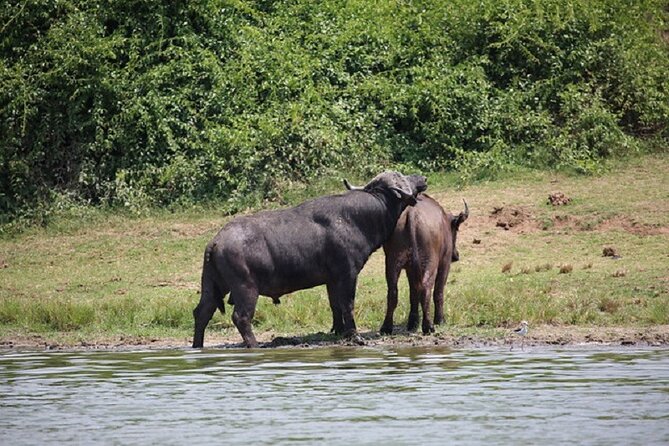 3-Day Safari in Queen Elizabeth National Park Uganda from Kampala - Why Queen Elizabeth National Park works for a three-day safari